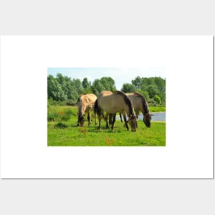 Wild konik horses Posters and Art